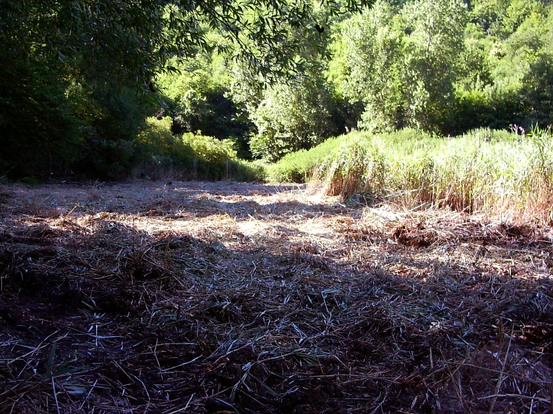 Laghetto di Montieri: biotopo meritevole!